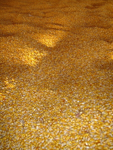 Corn bin.jpg